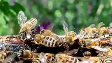 Tahta kovanın içindeki barların üstündeki makro bal arıları aktif koloni davranışları gösteriyor. Eğitim, arıcılık veya çevresel içerik için harika.