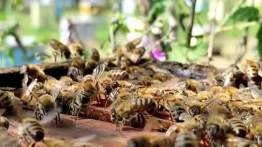 Arı kovanının içinde, kapağı çıkarıldıktan sonra ahşap çerçevelerin üzerinde hareket eden arılarla yakın çekim. Eğitim, doğa veya arıcılık içeriği için ideal.