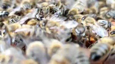 Tahta kovan çerçevelerinde hareket eden bal arılarının makro görüntüsü koloni davranışlarının yakın plan detaylarını gösteriyor. Eğitim, tarım veya doğa içeriği için ideal.