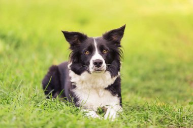 Sevimli Sınır Köpeği yeşilde