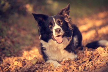 Sevimli Sınır Köpeği yeşilde