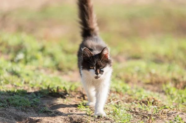 Gato Doméstico Andando Natureza — Fotografia de Stock