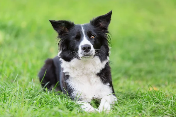 Adorable Border Collie Pies Mrugnąć Zieleni — Zdjęcie stockowe