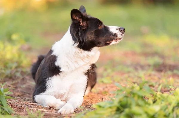 緑の中の愛らしいボーダーコリー犬 — ストック写真