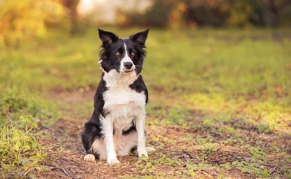 Очаровательная Собака Колли Зеленом — стоковое фото
