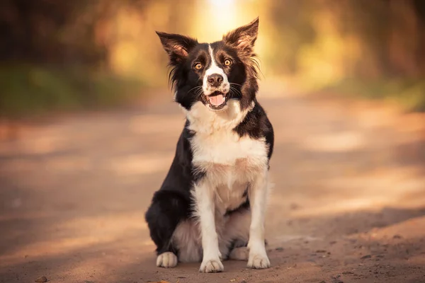 Adorable Border Collie Dog Green — Stock Photo, Image