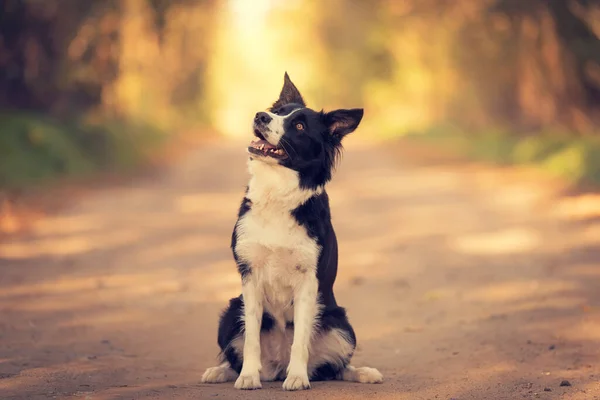 Adorabile Border Collie Dog Nel Verde — Foto Stock
