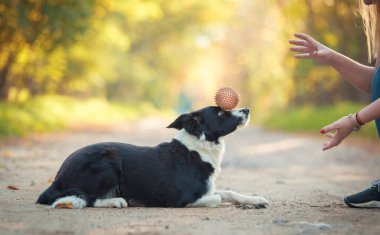 Parkta köpek eğitimi. Topla antrenman..