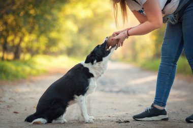 Parkta köpek eğitimi. Topla antrenman..