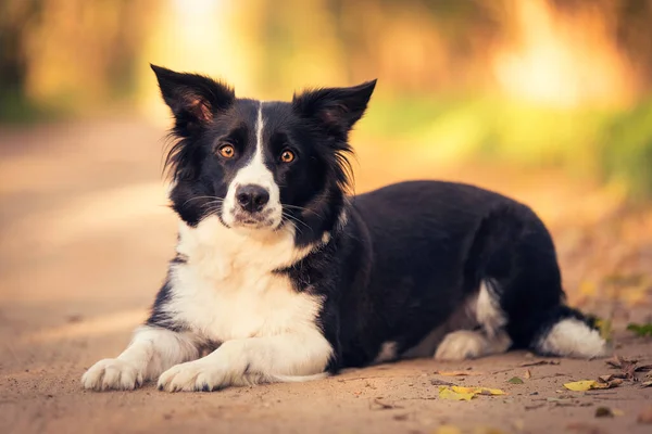 Przygraniczny Pies Collie Odpoczywający Jesiennym Parku Patrzący Kamerę — Zdjęcie stockowe