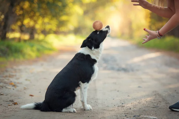 Собачьи Тренировки Парке Тренировка Мячом — стоковое фото