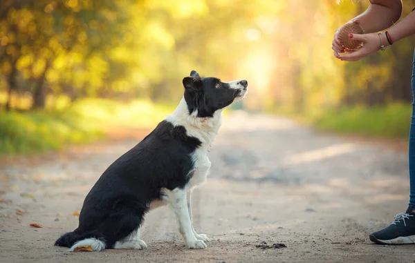 Parkta Köpek Eğitimi Topla Antrenman — Stok fotoğraf