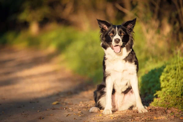 Adorable Border Collie Dog Green Stock Picture