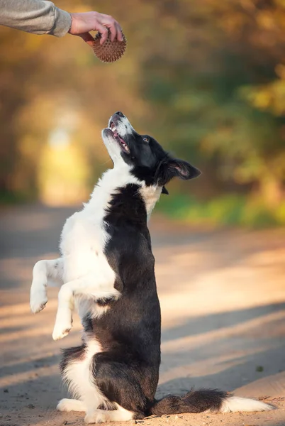 Border Collie Koira Koulutus Pallo Luonnossa — kuvapankkivalokuva