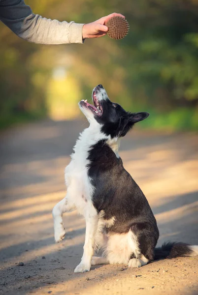 Border Collie Pies Trening Piłką Przyrodzie — Zdjęcie stockowe