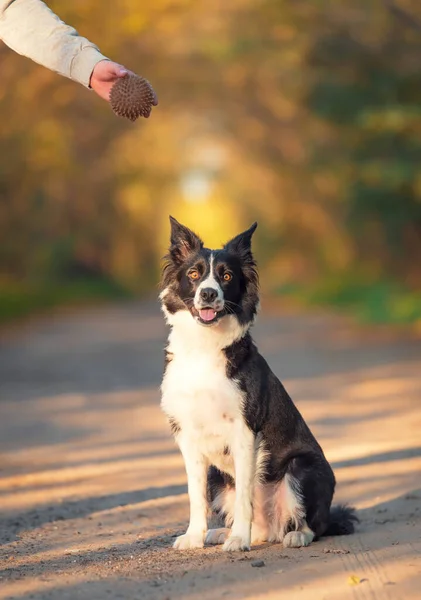 Fronteira Collie Cão Formação Com Uma Bola Natureza — Fotografia de Stock