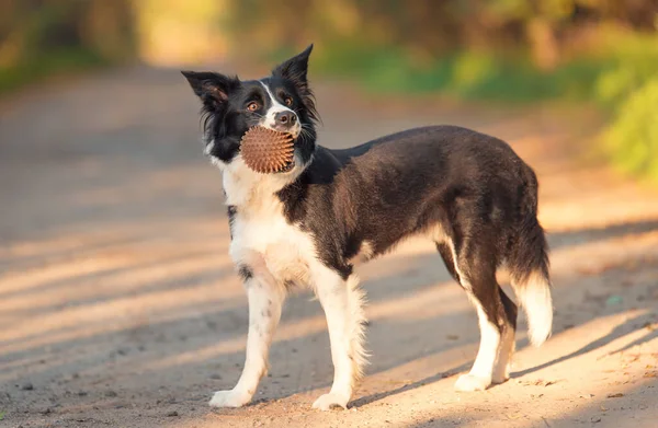 Border Collie Dog Naturze Piłką Ustach — Zdjęcie stockowe