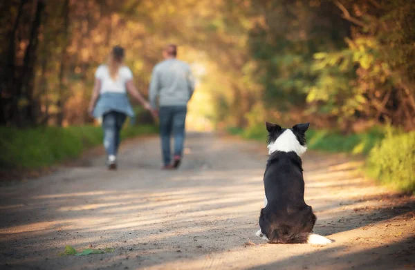 Kutyát Elhagyja Gazdája Erdőben — Stock Fotó