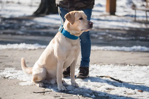 黄色的拉布拉多猎犬是雪 — 图库照片