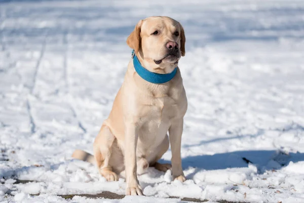 Желтый Лабрадор Ретривер Собака Снег — стоковое фото