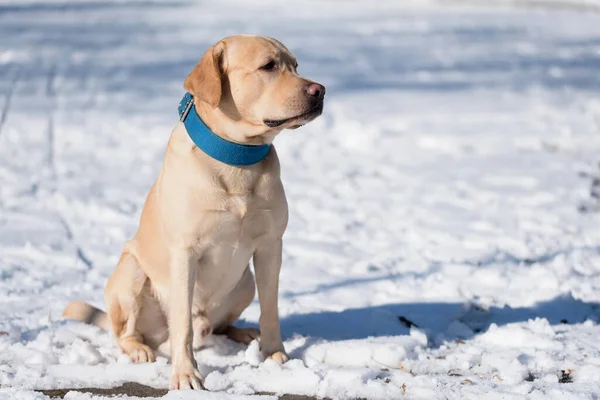 Желтый Лабрадор Ретривер Собака Снег — стоковое фото