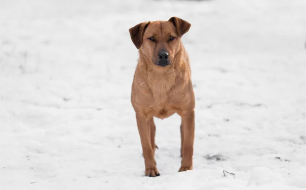 Photo Brown Mongrel Dog Snow Winters Day — Stock Photo, Image