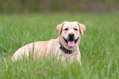 Sarı Labrador av köpeği yeşil çimlerde dinleniyor.