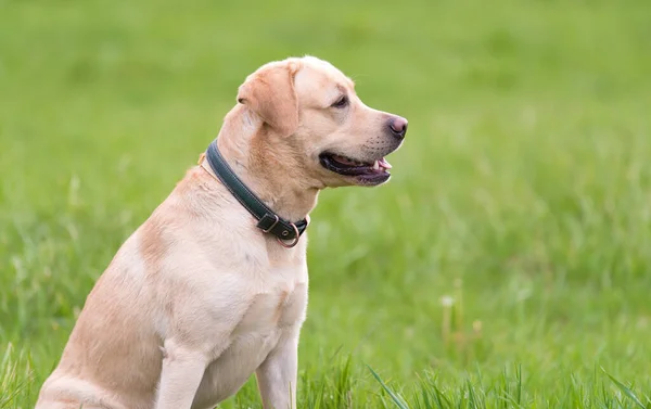 Gul Labrador Retriever Hund Sitter Det Gröna Gräset — Stockfoto