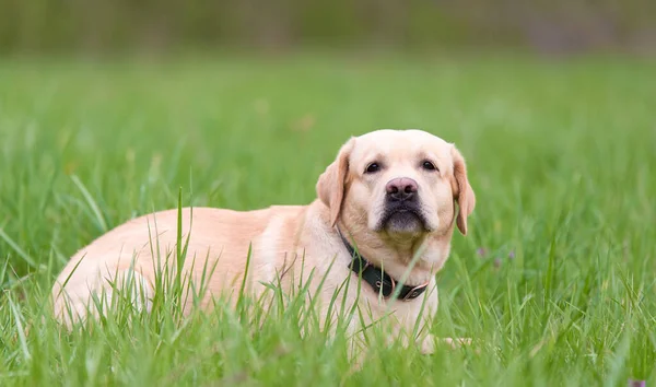 Żółty Pies Myśliwski Labrador Spoczywający Zielonej Trawie — Zdjęcie stockowe