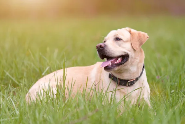 黄色的拉布拉多猎犬栖息在绿草中 — 图库照片