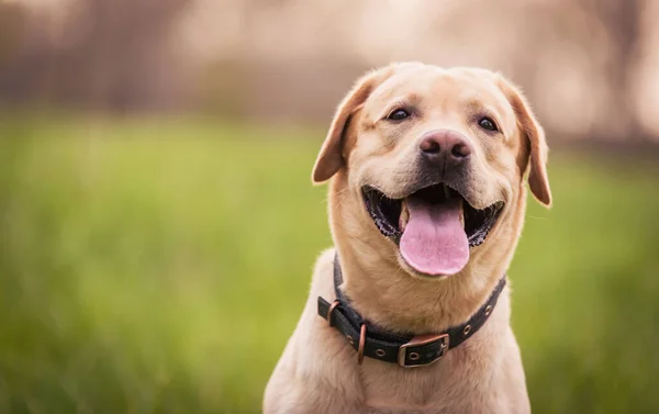 Nahaufnahme Eines Labrador Retriever Hundekopfes Der Natur — Stockfoto