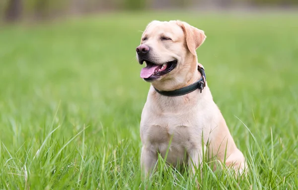Желтая Собака Лабрадор Сидит Зеленой Траве Стоковое Фото