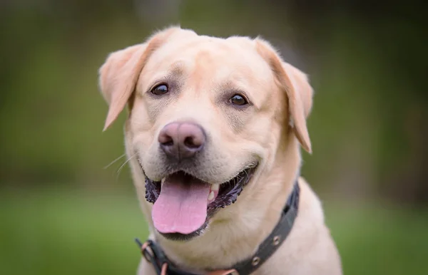 Nahaufnahme Eines Labrador Retriever Hundekopfes Der Natur Stockbild