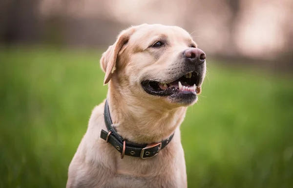 Foto Primo Piano Una Testa Cane Labrador Retriever Nella Natura Fotografia Stock