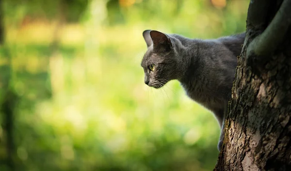 Krásná Modrá Kočka Zeleném Slunečném Dni — Stock fotografie
