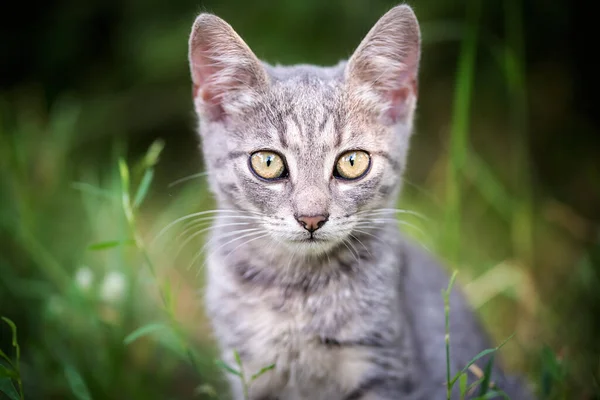 Closeup ปของแมวต วเล ในส — ภาพถ่ายสต็อก