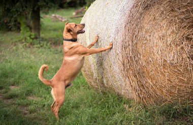 Bahçede saman balyasına bakan sevimli kırma köpek.