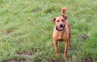 Yeşil parktaki küçük melez köpek.