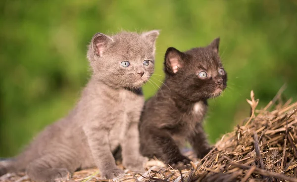 Closeup photo of little cats. Adorable cats