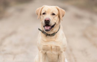 Sevimli bir Labrador Köpeğinin Portresi 