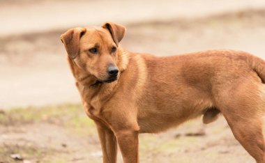 Utangaç sokak köpeği yolda oturuyor.