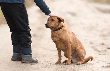 Çocuk ve onun kırma köpeği yoldalar.