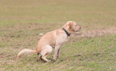 Labrador retriever dog poops in the green park clipart