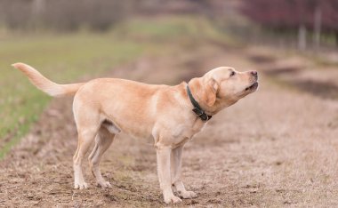 Labrador Retriever köpeği Kirli yolda uluyor