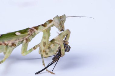 Bir peygamberdevesinin (Creobroter Mücevheri) beyaz arka planda izole edilmiş büyük bir yemek yiyişinin makro görüntüsü.