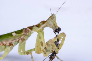 Beyaz arka planda izole edilmiş büyük bir yemek yiyen peygamberdevesi Creobroter mücevheri.