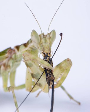 Beyaz arka planda izole edilmiş büyük bir yemek yiyen peygamberdevesi Creobroter mücevheri.