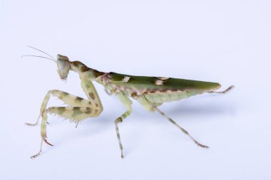 Beyaz arka planda izole edilmiş büyük bir yemek yiyen peygamberdevesi Creobroter mücevheri.