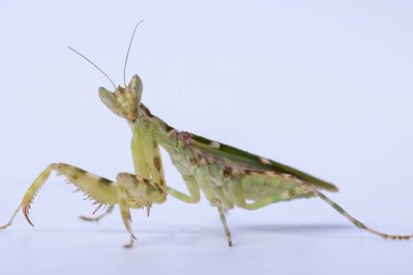 Beyaz arka planda izole edilmiş büyük bir yemek yiyen peygamberdevesi Creobroter mücevheri.