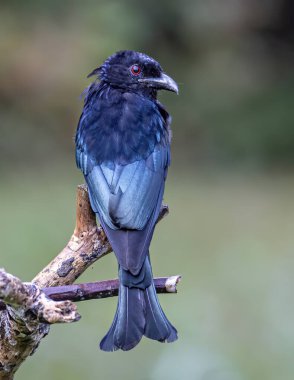 Ağaç dalına tüneyen Bronz Drongo kuşunun (Dicrurus aeneus) doğa görüntüsü